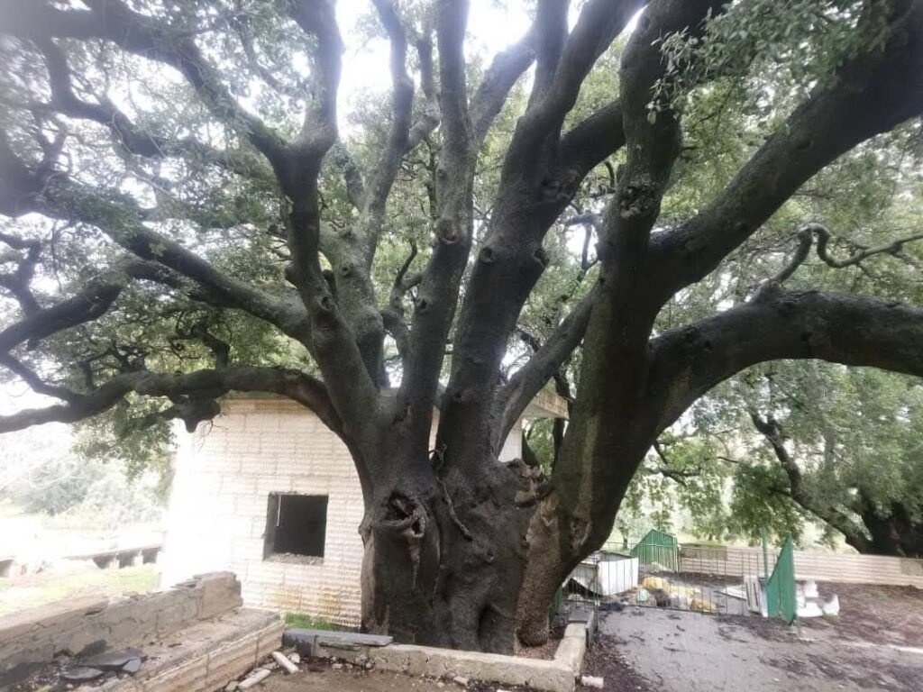 مقام أبي ذر الغفاري في طرنجة.. ذاكرة حية بين التاريخ والواقع