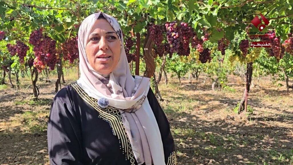 تأثر نسب إنتاج العنب في القنيطرة بسبب قلة الأمطار وغلاء التكلفة