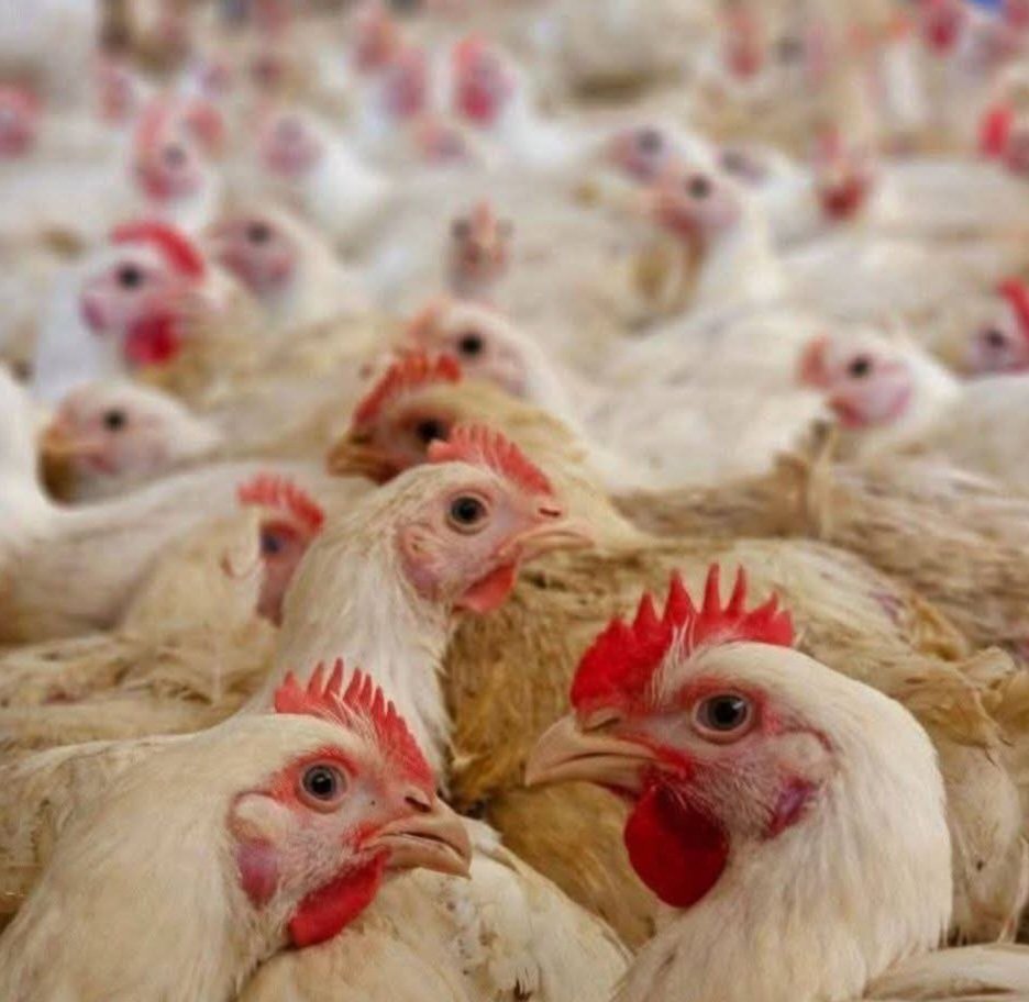 “اللفحة الشتوية” تلحق خسائر فادحة بمربي الدواجن