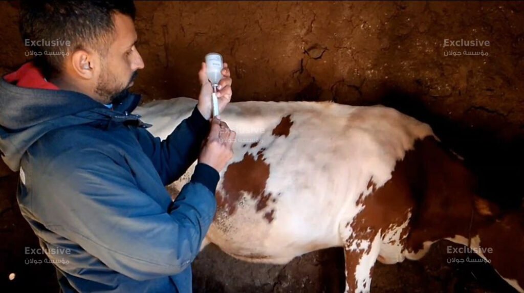 حملة لقاح ضد الحمة القلاعية عند الأبقار في القنيطرة