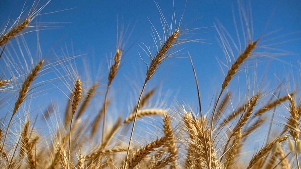 من حقول الشرق إلى ورش الجنوب: هل تستيقظ الدورة الاقتصادية في سوريا؟