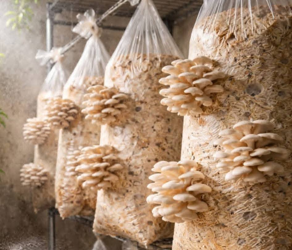 ورشة في رنكوس لتعزيز إنتاج الفطر المحاري ودعم الدخل الريفي