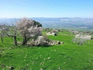 من الحقول إلى المنافي: زعورة رمز الجولان المنسي