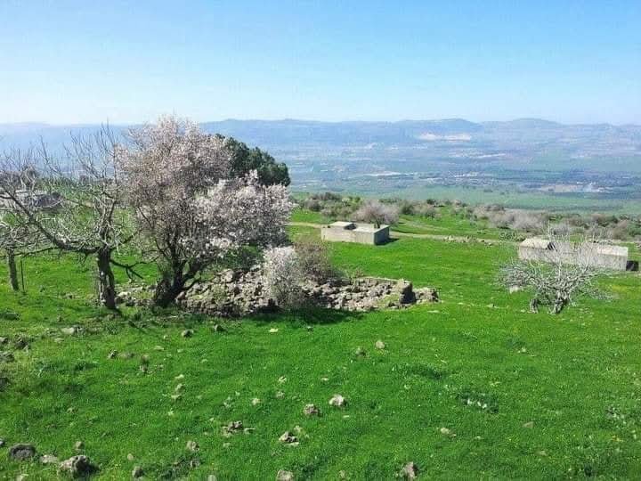 من الحقول إلى المنافي: زعورة رمز الجولان المنسي