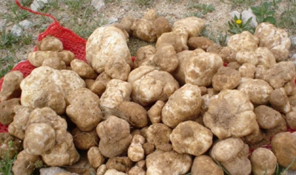 “الكمأة” فرصة عمل مربحة ومصدر عيش في ريف السويداء