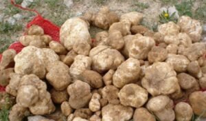 “الكمأة” فرصة عمل مربحة ومصدر عيش في ريف السويداء