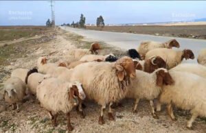 ارتفاع بأسعار المواشي في سوريا مع وفرة المراعي وزيادة الطلب