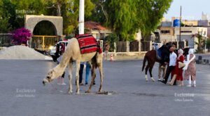 أجواء عيد الأضحى المبارك بمدينة بصرى الشام بريف درعا الشرقي