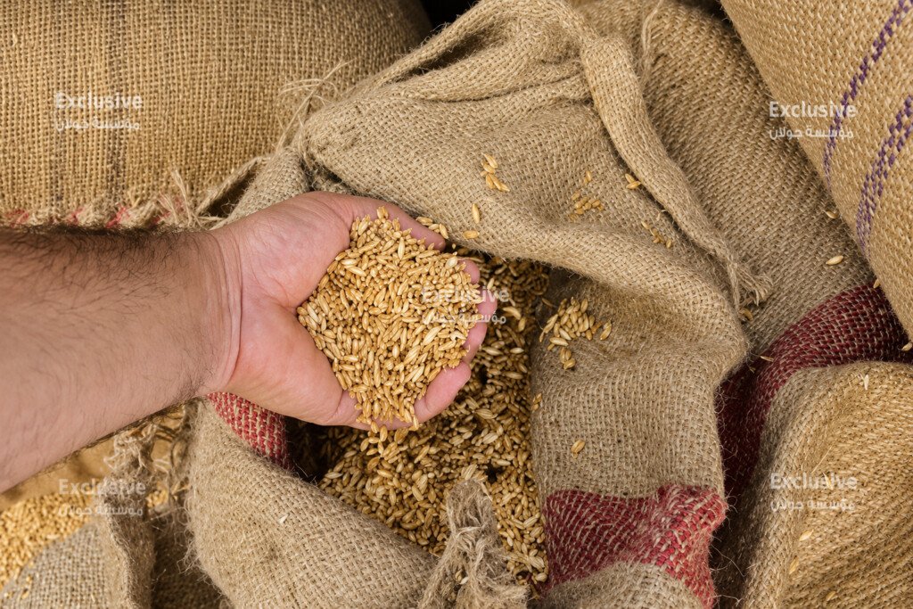 شوال الخيش ذاكرة القمح التي حملت تعب الفلاحين من الحصاد إلى الذاكرة